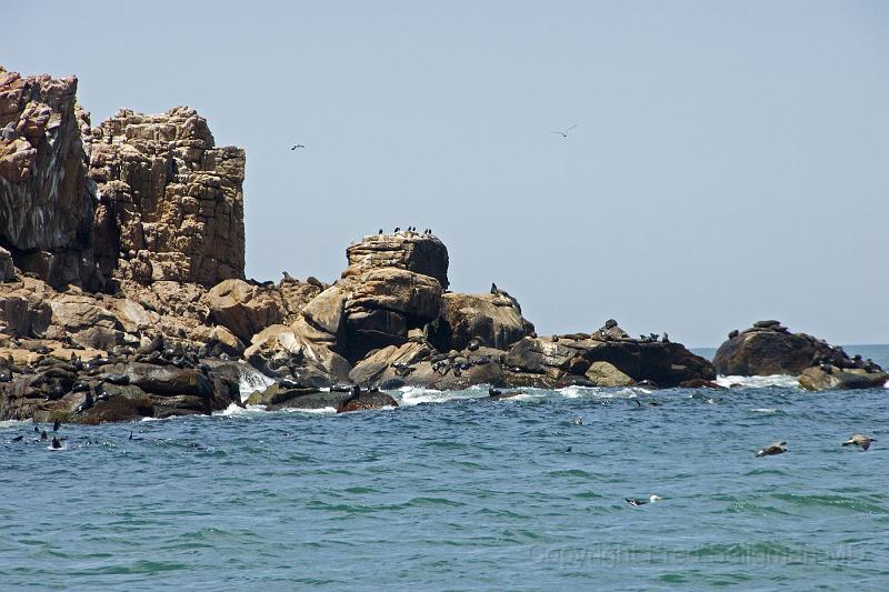 20071207_121504  D2X 4200x2800.jpg - Sea Lions on Sea Wolves Island, Punta del Este, Uraguay